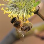 Пчела собирает нектар с цветков