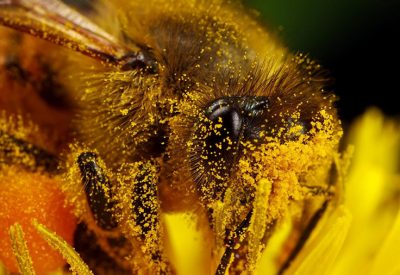 Сбор пыльцы пчелами