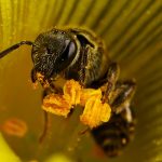 Сбор пыльцы пчелами