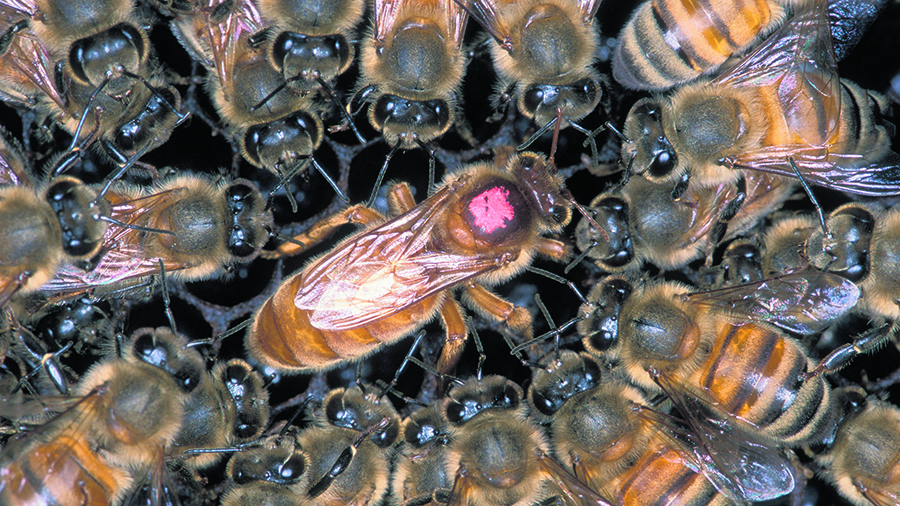 Содержание пчелиной семьи