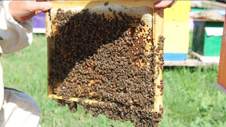 Объединение пчелиных семей перед медосбором