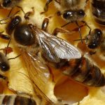 Матка в пчелиной семье
