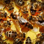Матка в пчелиной семье