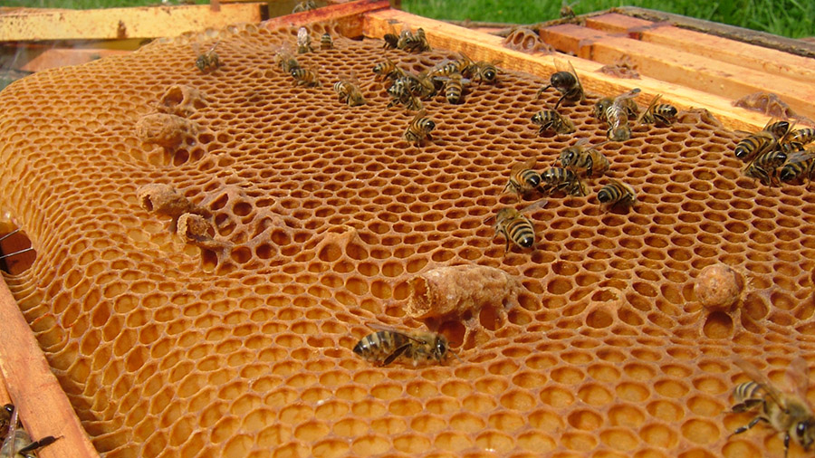 Что такое пчелиный воск